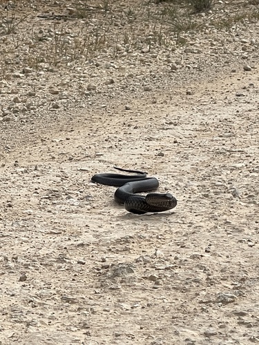 Eastern Brown Snake sighting