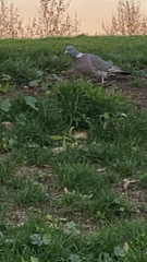 Columba palumbus