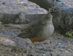Turdus rufiventris