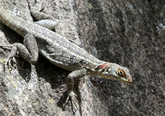 Oplurus quadrimaculatus