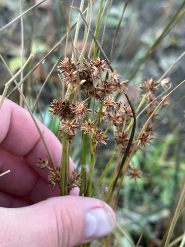 Knotted Rush (Juncus nodosus)