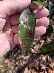 Diaporthe kalmiae