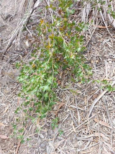holly-leaf grevillea (Grevillea dilatata)
