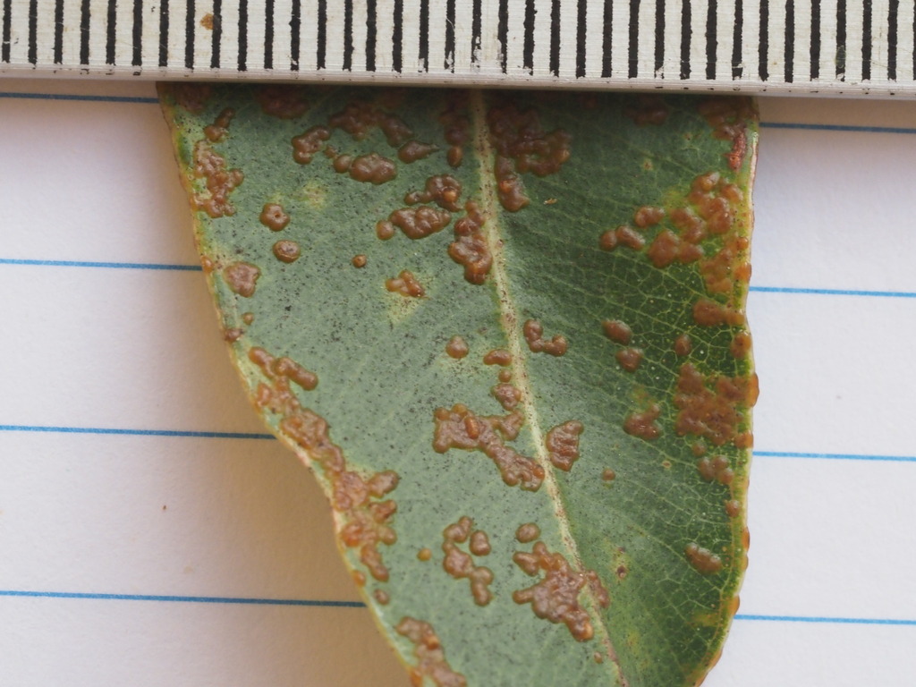 Blister gall wasp