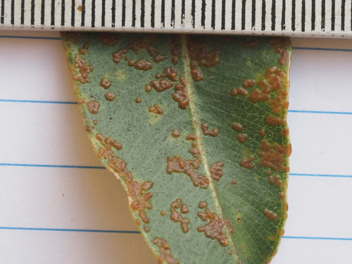 Blister gall wasp