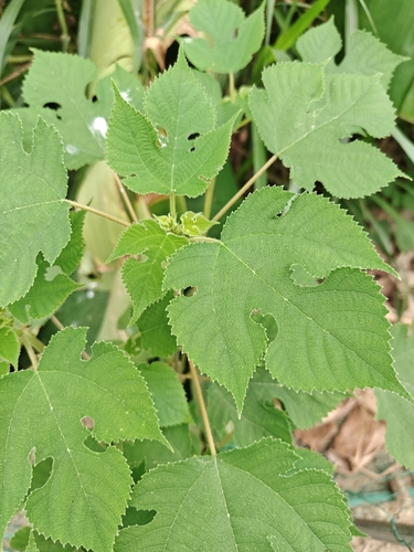 Paper mulberry
