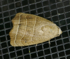 Bagisara rectifascia