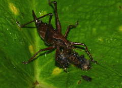 Ecuaneduba aequatorialis