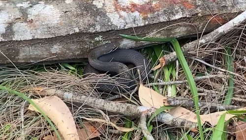 Marsh Snake sighting