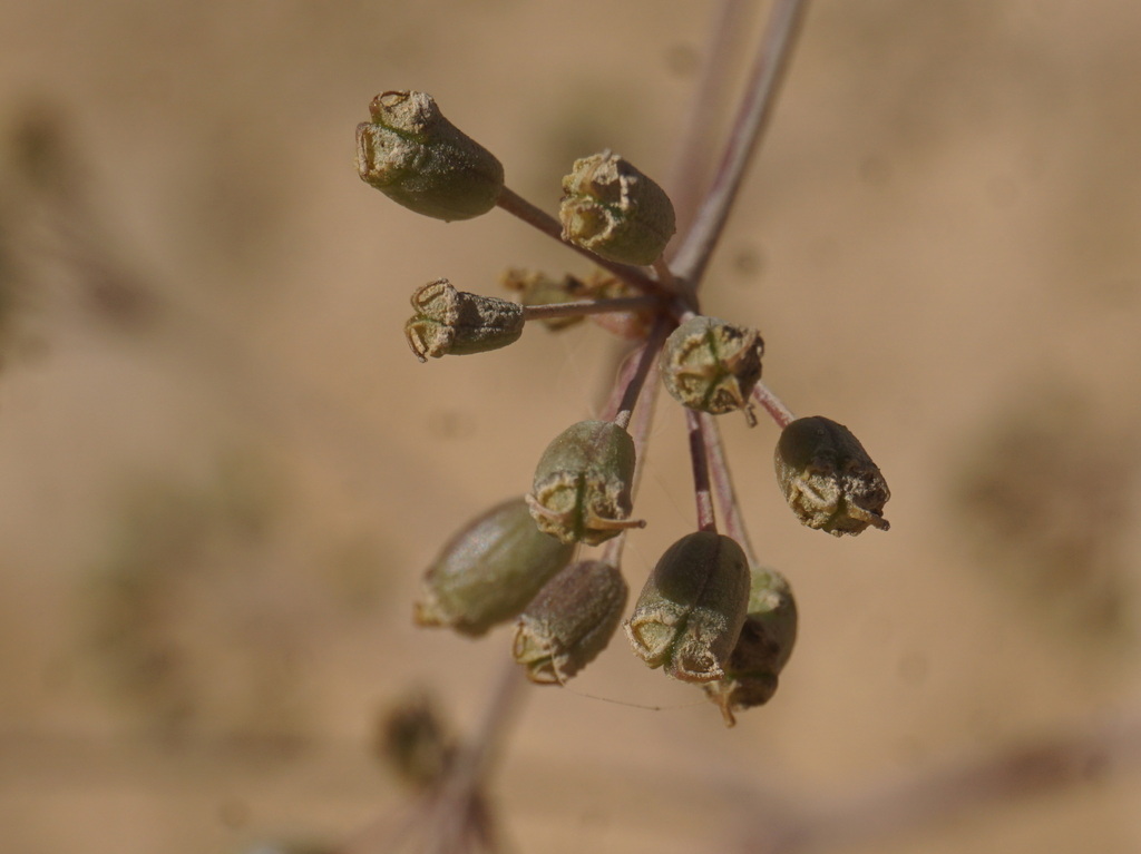 Ferula biverticillata