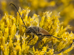 Crossidius punctatus
