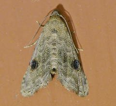 Abablemma brimleyana