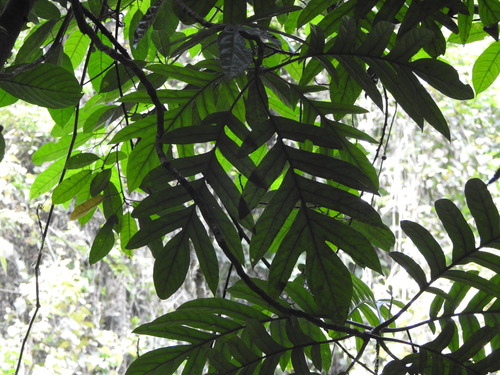 Aralidium pinnatifidum observed 2025-08-24