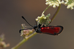 Zygaena punctum