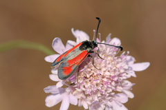 Zygaena punctum