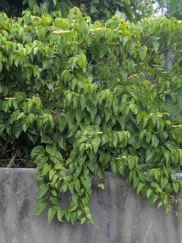 Cissus, 2025-10-18