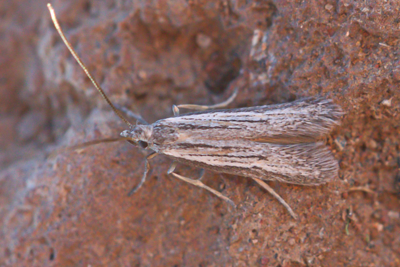 Chersogenes pseudocanariensis