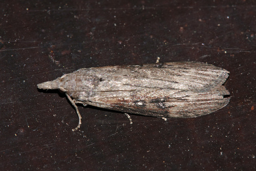 Theresian Moth
