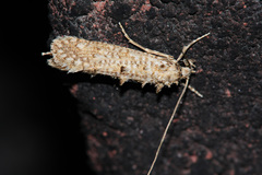 Hapsifera luridella