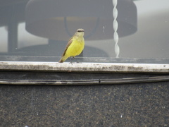 Machetornis rixosa