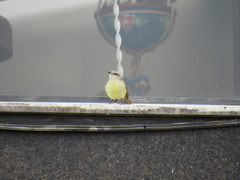 Machetornis rixosa