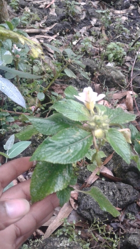 Impatiens burtonii