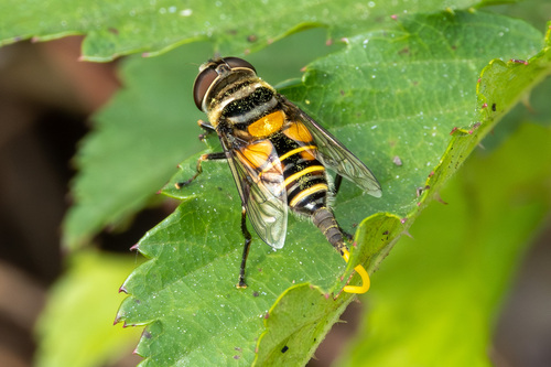 Unknown species found near Vermilion Parish, LA, USA