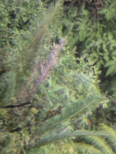 Blechnopsis orientalis observed 2025-10-17