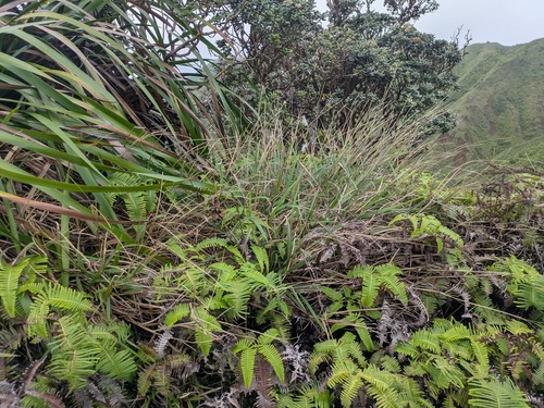 Paspalum pilosum observed 2025-10-17