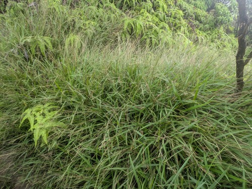 Paspalum pilosum observed 2025-10-17