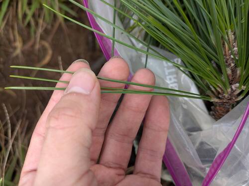 Pinus elliottii observed 2025-10-17