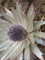 Eryngium proteiflorum