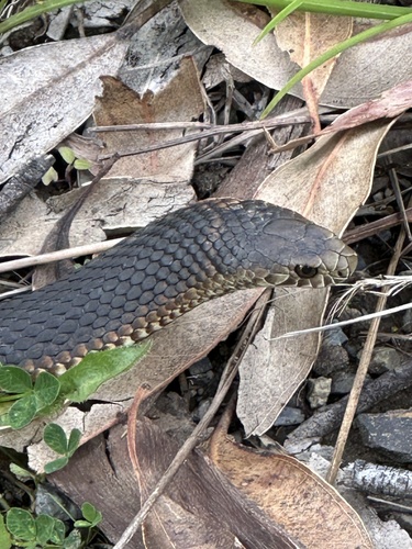 Lowlands Copperhead sighting