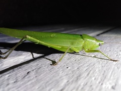 Neoconocephalus triops