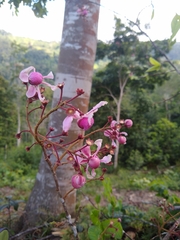 Lecythidaceae