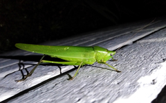 Neoconocephalus triops