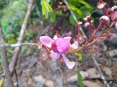 Lecythidaceae