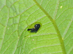 Plagiometriona clarki