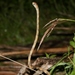 Boiga angulata - Photo (c) Thomas Brown, algunos derechos reservados (CC BY-NC), subido por Thomas Brown