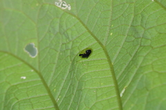 Plagiometriona clarki