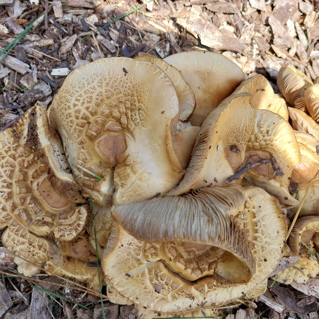 Agrocybe praecox · October 2025 · photo: © kiwialli (iNaturalist, cc-by)