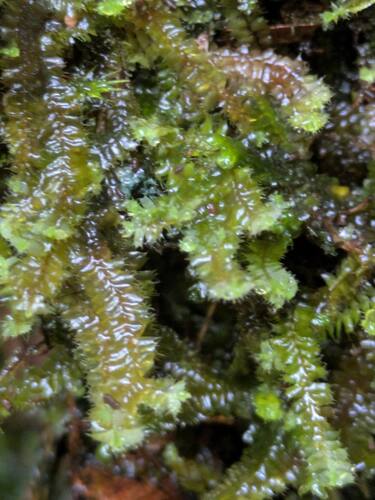 Bette Davis eyes (Leptoscyphus baldwinii)