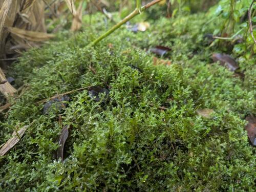 Plagiochila mauiensis observed 2025-10-17