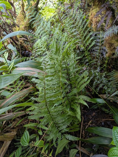 Deparia marginalis observed 2025-10-17
