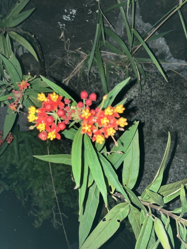 Asclepias curassavica observed 2025-10-23