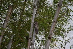 Nyctibius griseus