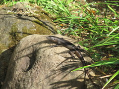 Emoia nigra