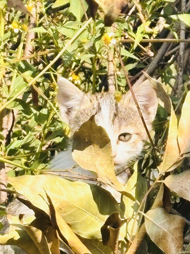 Domestic Cat