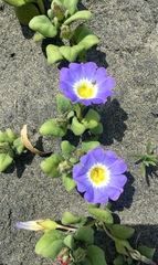 Nolana paradoxa
