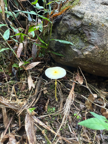 Leucocoprinus fragilissimus, 2025-10-23
